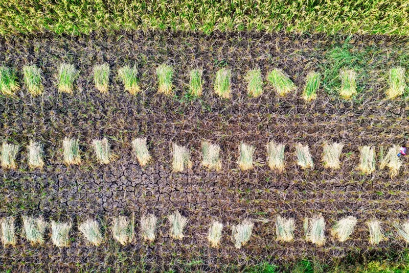 Flavor by the Acre: How American Heartland Microclimates Give Heritage Rice Its Signature Taste