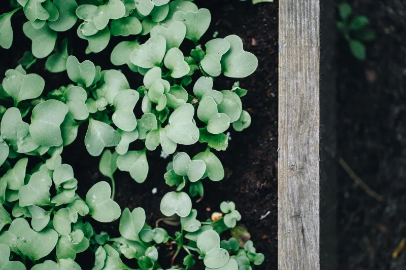 Growing Your Own: The Backyard Farmers Bringing Heritage Rice and Prairie Grains Home