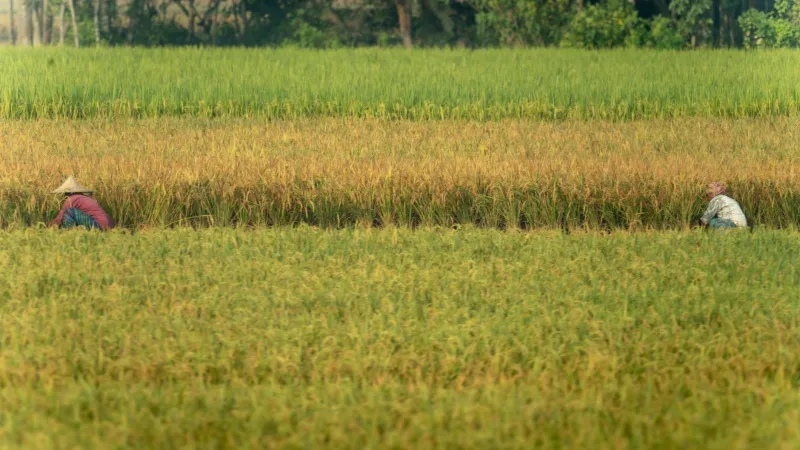 From First Thaw to Final Harvest: A Prairie Rice Farmer's Year and What It Means for Your Dinner Table
