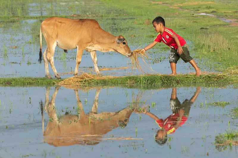 Why Your Rice Tastes Different Depending on Where It Was Grown